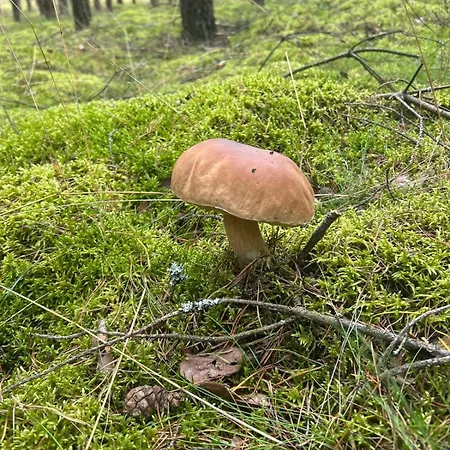Dom W Lesie Nad Jeziorem Kaszuby - Gniazdo Feriehus *