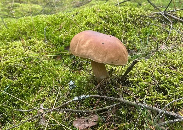 Dom W Lesie Nad Jeziorem Kaszuby - Gniazdo Semesterbostad *